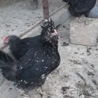 مرغ و خروس گلین|حیوانات مزرعه|مبارکه, |دیوار