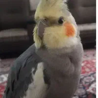 عروس هلندی گمشده،مژدگانی هفت میلیون
