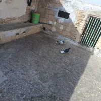 کفتر هوایی قلدور بوم خودم|پرنده|فرح دشت, |دیوار