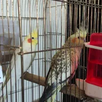 پرنده عروس هلندی|پرنده|فردیس, فردیس|دیوار