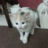 گربه پرشین و میکس|گربه|گرگان, |دیوار