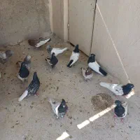 کفتر کله وسینه|پرنده|شیراز, پانصد دستگاه ارتش|دیوار