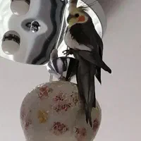 عروس هلندی گمشده