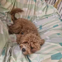 سگ از نژاد پودل|سگ|کاشان, شهرک امیرالمومنین|دیوار