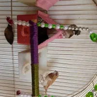 معاوضه بنگالی با فنچ گلدین|پرنده|اندیشه, اندیشه فاز ۴|دیوار