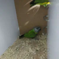 طوطی سنگال مولد راهب گرینچیک خورشیدی لوری|پرنده|پاکدشت, پاکدشت (مامازند)|دیوار