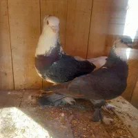 کفتر|پرنده|قم, باغ کرباسی|دیوار