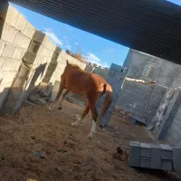 مادیون|اسب و تجهیزات اسبسواری|یاسوج, |دیوار