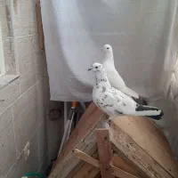 دوعدد کبوتر ماده جوان وتخم کن