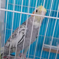 عروس هلندی آلبینو  و مرواریدی|پرنده|مشهد, کوشش|دیوار