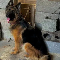 واگذاری توله ژرمن شولاین و مالینویز|سگ|خمام, |دیوار