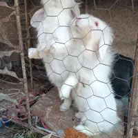 خرگوش لوپ|موش و خرگوش|شیراز, شهرک مهرگان|دیوار