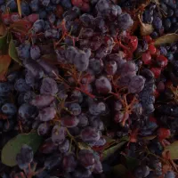 زرشک واب زرشک|خوردنی و آشامیدنی|شیراز, احمدی جنوبی|دیوار