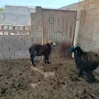 فروش دوبره نر هشت وده ماهه