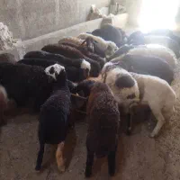 فروش بره