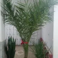 نخل خرما و گل درختی طبیعی