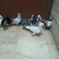 کفتر رباط کریم|پرنده|رباط‌کریم, رباط‌کریم|دیوار