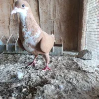 کفترریش ماده