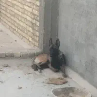 ماده مالینویز