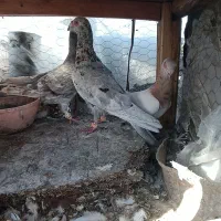 کبوتر سرور