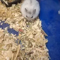 همستر کمپل بانمک