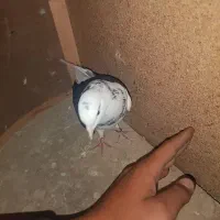 کفتر کفتر بازی|پرنده|نورآباد, |دیوار