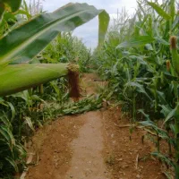 ذرت علوفه‌ای