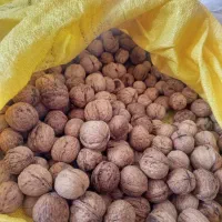 گردو سپیدان