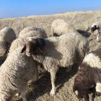 ورن  قوچ میش  بره بز  بزغاله باب قصای|حیوانات مزرعه|قصرشیرین, |دیوار