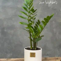 گل آپارتمانی|گل و گیاه طبیعی|مهران (ایلام), |دیوار