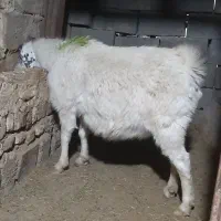 بزاوست|حیوانات مزرعه|تربت جام, جامرود|دیوار