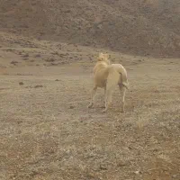 سگ سرابی|سگ|مرند, |دیوار