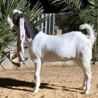 بز گوش بلند اصیل