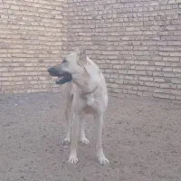 سگ ماده دهن پاک ق 5|سگ|رشتخوار, |دیوار