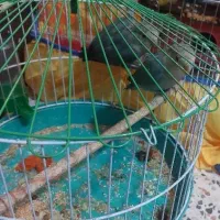 توتی برزیلی|پرنده|حمیدیه, |دیوار