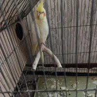 عروس هلندی تکی