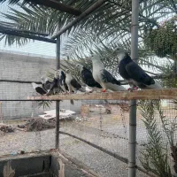 کبوتر|پرنده|رودخانه, |دیوار