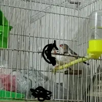 فنچ