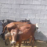 گاو نر|حیوانات مزرعه|بندرعباس, |دیوار