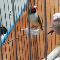 فنچ گلدین|پرنده|جیرفت, |دیوار