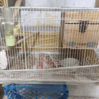 فروش عروس هلندی|پرنده|بندر کنگان, |دیوار