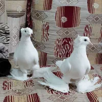 سفید پرپا سفید گوگ پشت زرد پالخت