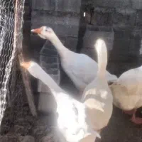 غاز اکراینی|حیوانات مزرعه|دابودشت, |دیوار