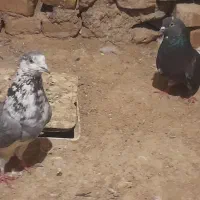 کفتر|پرنده|قم, کیوانفر|دیوار