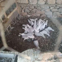 کبوتر طوقی