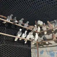 کبوتر پرشی
