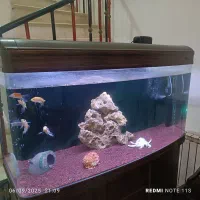 آکواریوم شیشه خم ماهیران|ماهی|لنگرود, |دیوار