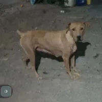 پیت بول