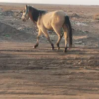 اسب|اسب و تجهیزات اسب‌سواری|یونسی, |دیوار