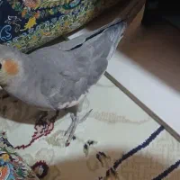 عروس هلندی ماده تخم کرده
